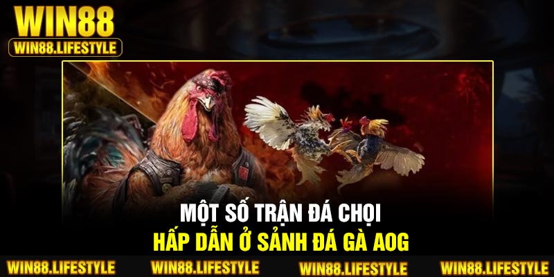 Một số trận đá chọi hấp dẫn ở sảnh đá gà AOG