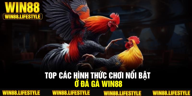 TOP các hình thức chơi nổi bật ở đá gà Win88